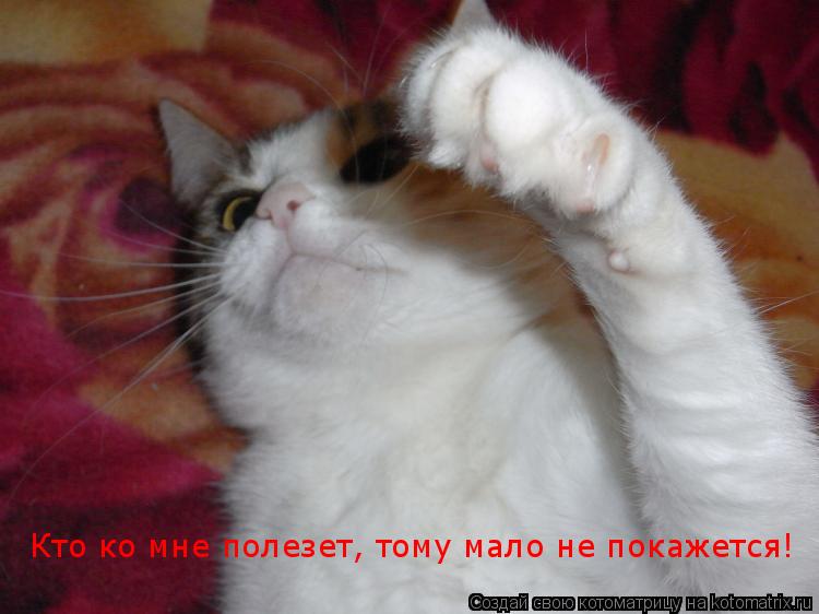 Кто ко мне полезет, тому мало не покажется!... Котоматрица: Кто ко мне полезет, тому мало не покажется!