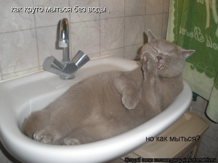 как круто мыться без воды , но как мыться? но как мыться?... Котоматрица: как круто мыться без воды , но как мыться? но как мыться?