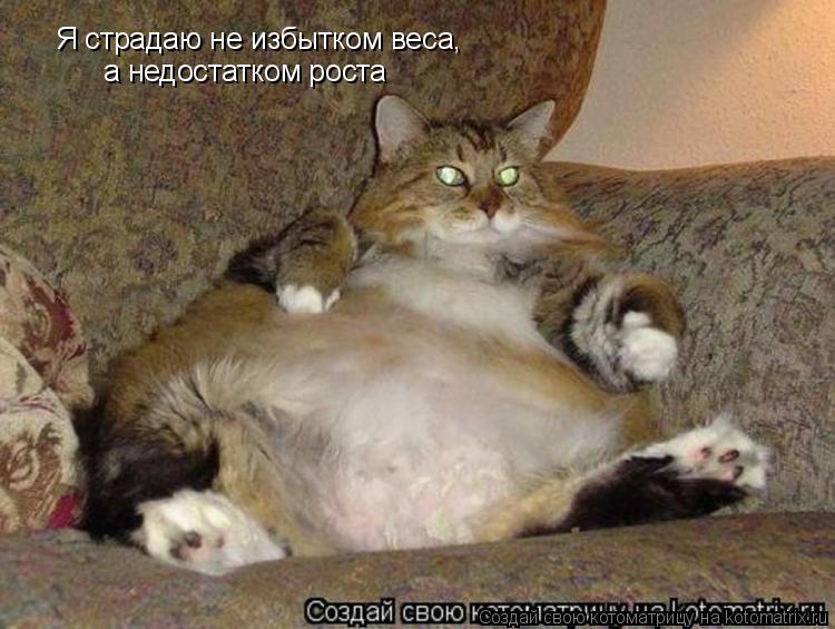 Я страдаю не избытком веса, а недостатком роста... Котоматрица: Я страдаю не избытком веса, а недостатком роста