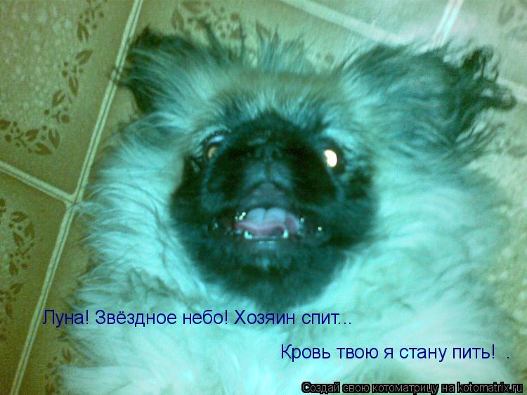 Луна! Звёздное небо! Хозяин спит... Кровь твою я стану пить! .... Котоматрица: Луна! Звёздное небо! Хозяин спит... Кровь твою я стану пить! .