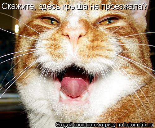 Скажите, здесь кpыша не пpоезжала?... Котоматрица: Скажите, здесь кpыша не пpоезжала?