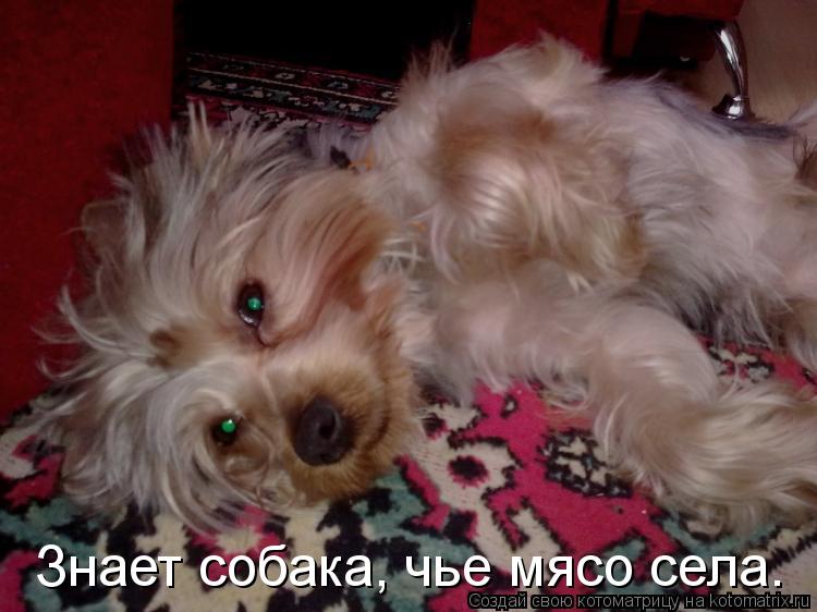 Знает собака, чье мясо села.... Котоматрица: Знает собака, чье мясо села.