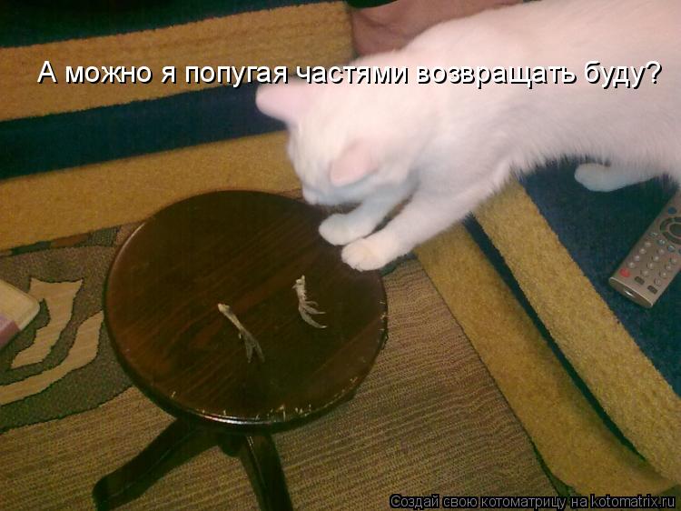 А можно я попугая частями возвращать буду?... Котоматрица: А можно я попугая частями возвращать буду?