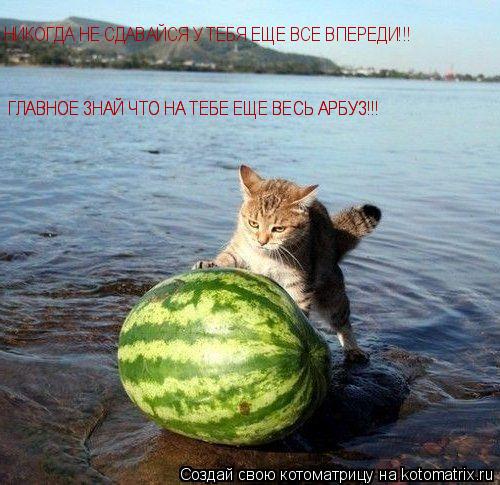 НИКОГДА НЕ СДАВАЙСЯ У ТЕБЯ ЕЩЕ ВСЕ ВПЕРЕДИ!!! ГЛАВНОЕ ЗНАЙ ЧТО НА ТЕБЕ ЕЩЕ ВЕСЬ АРБУЗ!!! ГЛАВНОЕ ЗНАЙ... Котоматрица: НИКОГДА НЕ СДАВАЙСЯ У ТЕБЯ ЕЩЕ ВСЕ ВПЕРЕДИ!!! ГЛАВНОЕ ЗНАЙ ЧТО НА ТЕБЕ ЕЩЕ ВЕСЬ АРБУЗ!!! ГЛАВНОЕ ЗНАЙ ЧТО НА ТЕБЕ ЕЩЕ ВЕСЬ АРБУЗ!!!