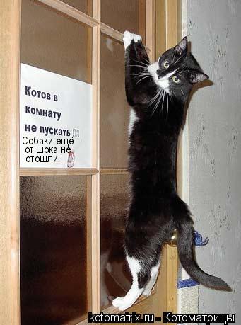 Собаки ещё от шока не отошли!... Котоматрица: Собаки ещё от шока не отошли!