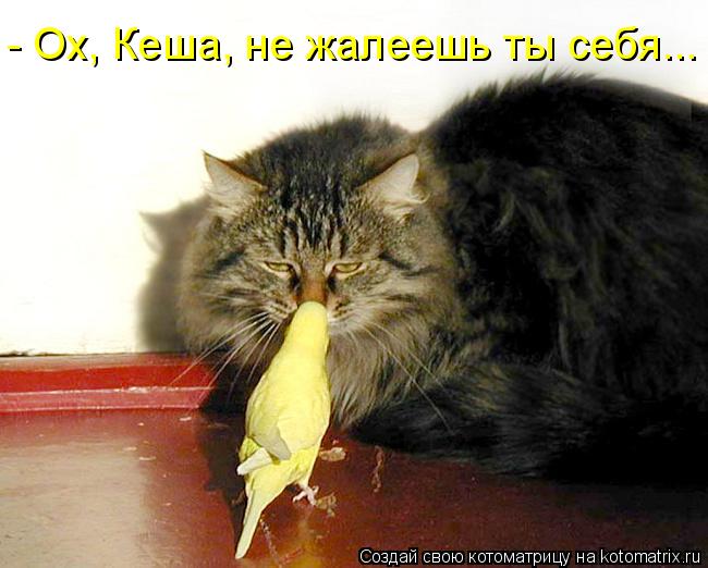 - Ох, Кеша, не жалеешь ты себя...... Котоматрица: - Ох, Кеша, не жалеешь ты себя...
