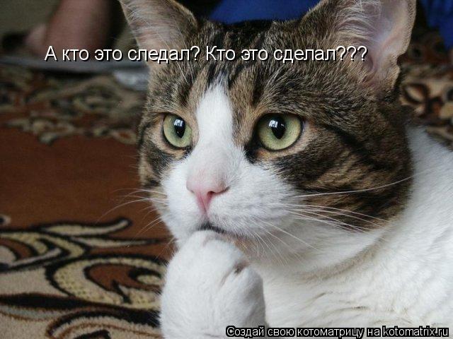 А кто это следал? Кто это сделал???... Котоматрица: А кто это следал? Кто это сделал???