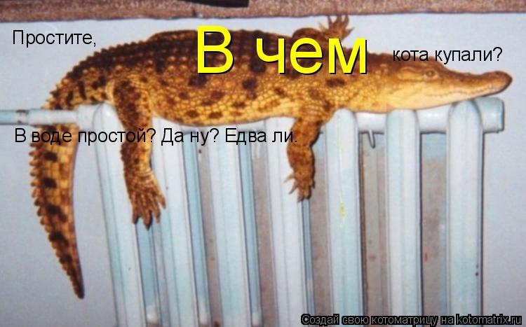 Простите, кота купали? В чем В воде простой? Да ну? Едва ли.... Котоматрица: Простите, кота купали? В чем В воде простой? Да ну? Едва ли.