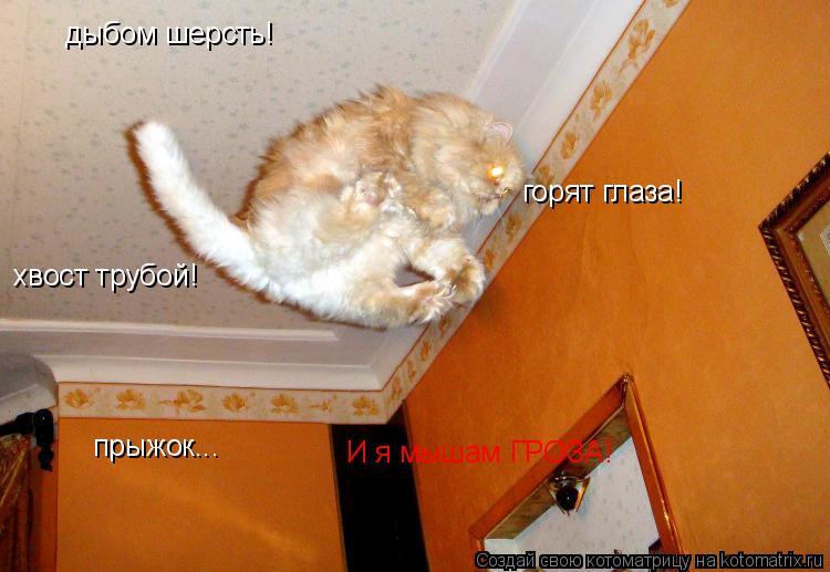 дыбом шерсть! хвост трубой! горят глаза! прыжок... И я мышам ГРОЗА!... Котоматрица: дыбом шерсть! хвост трубой! горят глаза! прыжок... И я мышам ГРОЗА!