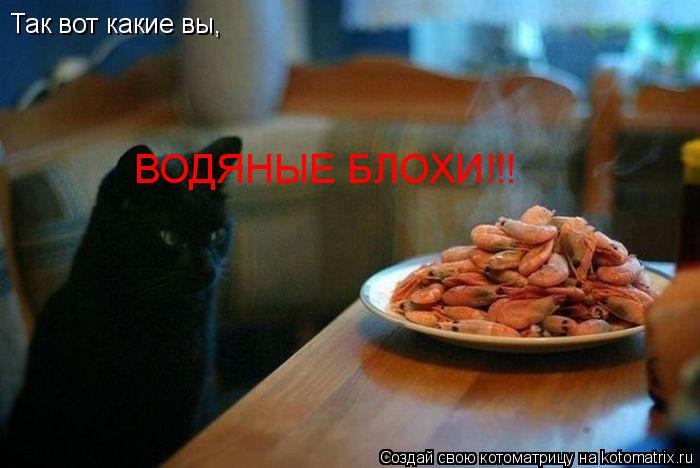 Так вот какие вы, ВОДЯНЫЕ БЛОХИ!!!... Котоматрица: Так вот какие вы, ВОДЯНЫЕ БЛОХИ!!!