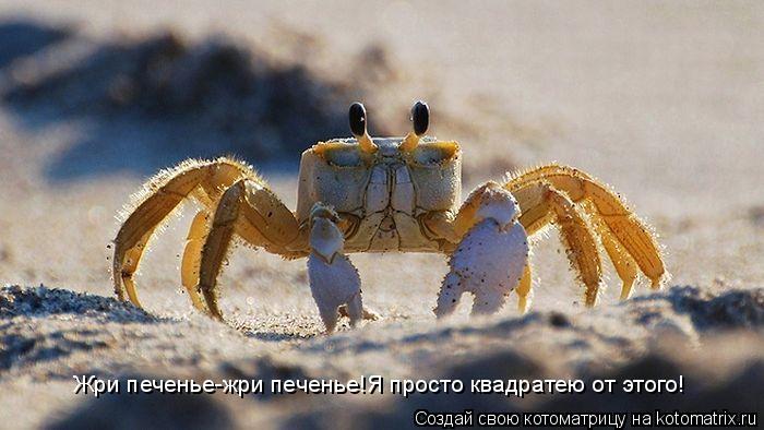 Жри печенье-жри печенье!Я просто квадратею от этого!... Котоматрица: Жри печенье-жри печенье!Я просто квадратею от этого!