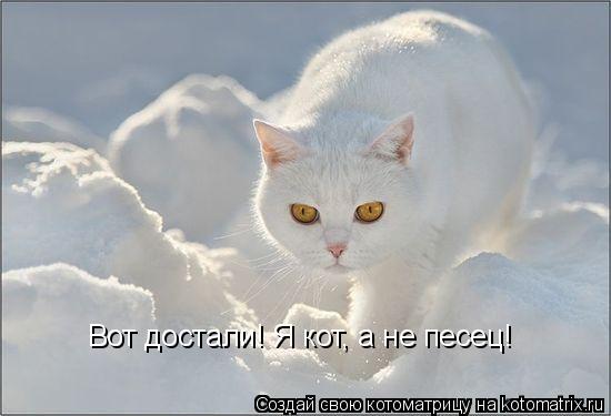 Вот достали! Я кот, а не песец!... Котоматрица: Вот достали! Я кот, а не песец!