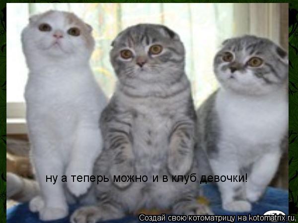 ну а теперь можно и в клуб девочки!... Котоматрица: ну а теперь можно и в клуб девочки!