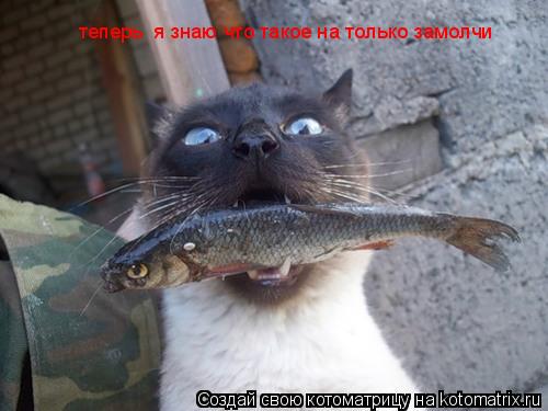 теперь я знаю что такое на только замолчи... Котоматрица: теперь я знаю что такое на только замолчи