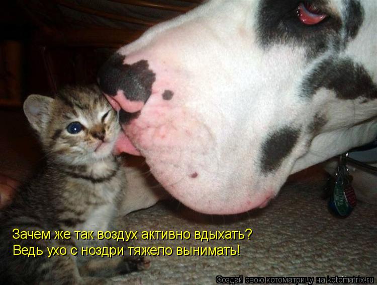 Зачем же так воздух активно вдыхать? Ведь ухо с ноздри тяжело вынимать!... Котоматрица: Зачем же так воздух активно вдыхать? Ведь ухо с ноздри тяжело вынимать!