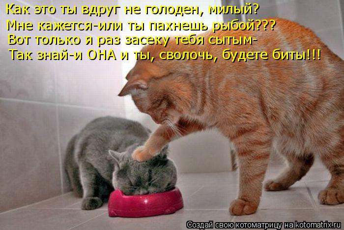Как это ты вдруг не голоден, милый? Мне кажется-или ты пахнешь рыбой??? Вот только я раз засеку тебя ... Котоматрица: Как это ты вдруг не голоден, милый? Мне кажется-или ты пахнешь рыбой??? Вот только я раз засеку тебя сытым- Так знай-и ОНА и ты, сволочь, будете