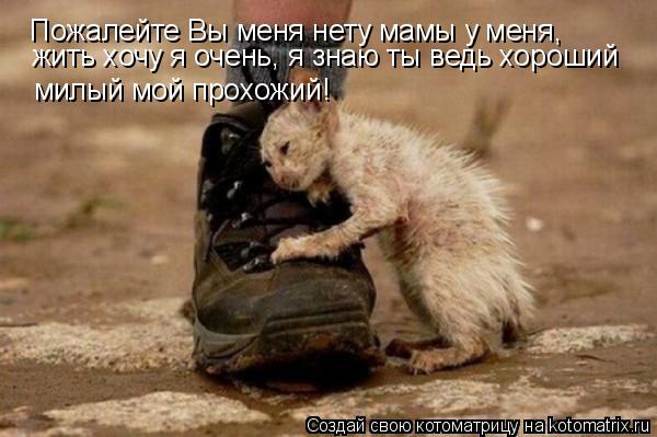 Пожалейте Вы меня нету мамы у меня, жить хочу я очень, я знаю ты ведь хороший милый мой прохожий!... Котоматрица: Пожалейте Вы меня нету мамы у меня, жить хочу я очень, я знаю ты ведь хороший милый мой прохожий!