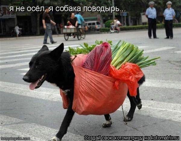 я не осёл, я собака поводырь...... Котоматрица: я не осёл, я собака поводырь...