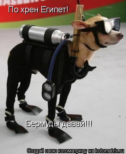 По хрен Египет! Бермуды давай!!!... Котоматрица: По хрен Египет! Бермуды давай!!!