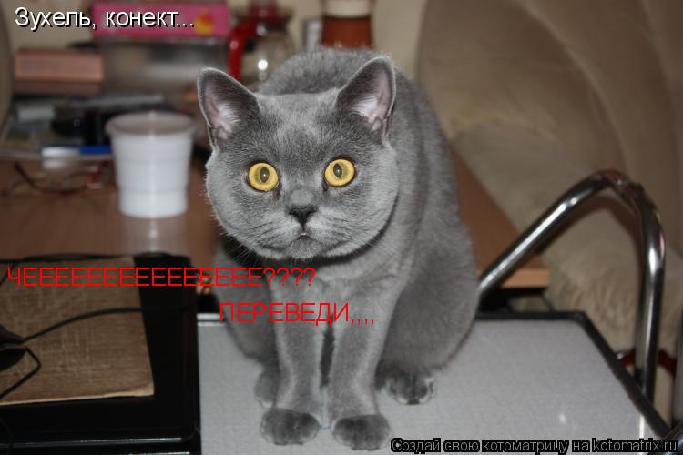 Зухель, конект... ЧЕЕЕЕЕЕЕЕЕЕЕЕЕЕЕ???? ПЕРЕВЕДИ,,,,... Котоматрица: Зухель, конект... ЧЕЕЕЕЕЕЕЕЕЕЕЕЕЕЕ???? ПЕРЕВЕДИ,,,,