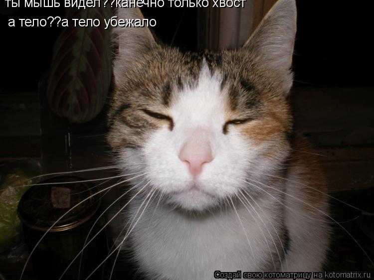 ты мышь видел?? ты мышь видел??канечно только хвост а тело??а тело убежало... Котоматрица: ты мышь видел?? ты мышь видел??канечно только хвост а тело??а тело убежало