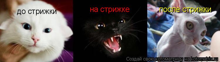 до стрижки после стрижки на стрижке... Котоматрица: до стрижки после стрижки на стрижке