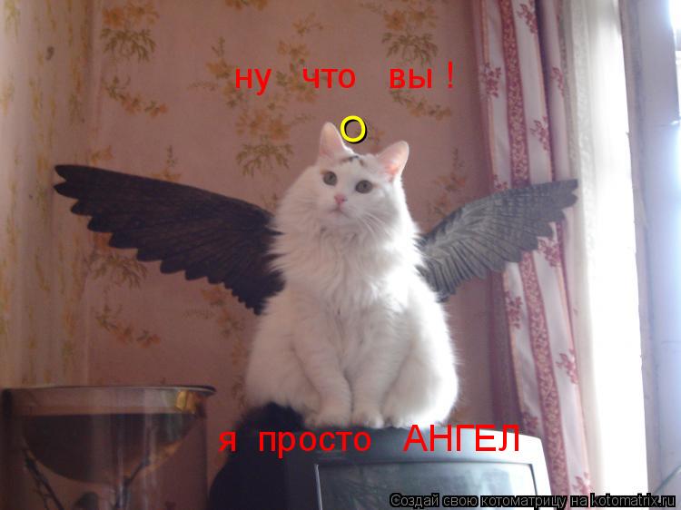 ну что вы ! я просто АНГЕЛ О... Котоматрица: ну что вы ! я просто АНГЕЛ О