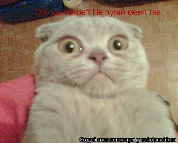 Это шо такое? Не пугай меня так... Котоматрица: Это шо такое? Не пугай меня так