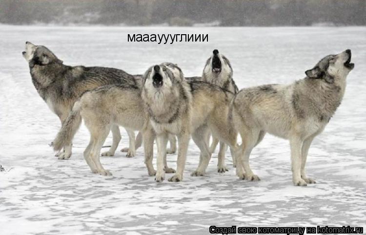 мааауууглиии... Котоматрица: мааауууглиии