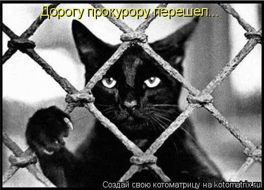 Дорогу прокурору перешел...... Котоматрица: Дорогу прокурору перешел...