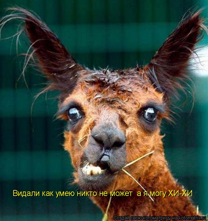 Видали как умею никто не может а я могу ХИ-ХИ... Котоматрица: Видали как умею никто не может а я могу ХИ-ХИ