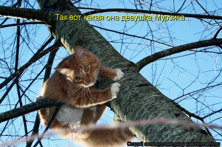 Так вот какая она девушка Мурзика...... Котоматрица: Так вот какая она девушка Мурзика...