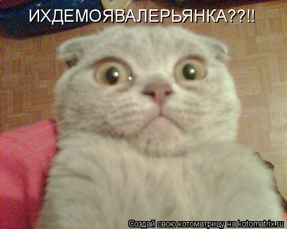Котоматрица: ИХДЕМОЯВАЛЕРЬЯНКА??!!