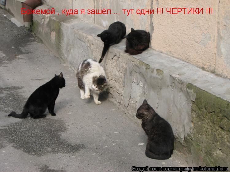 Божемой , куда я зашёл ... тут одни !!! ЧЕРТИКИ !!!... Котоматрица: Божемой , куда я зашёл ... тут одни !!! ЧЕРТИКИ !!!