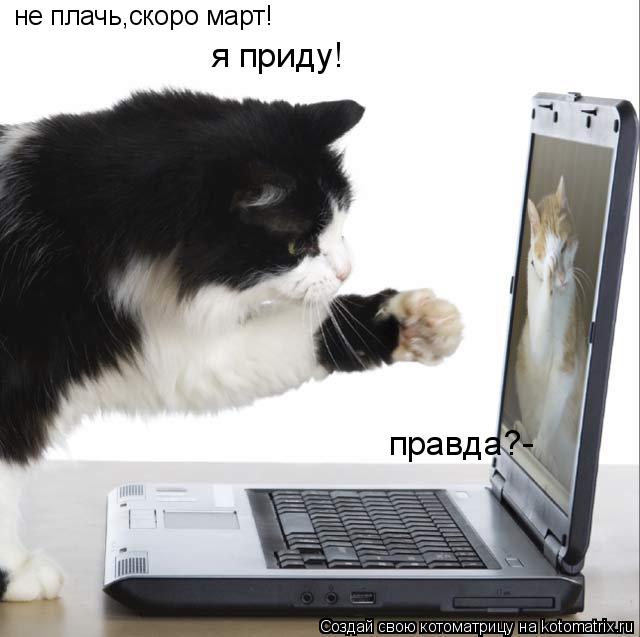 не плачь,скоро март! я приду! правда?-... Котоматрица: не плачь,скоро март! я приду! правда?-