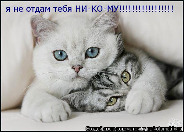 я не отдам тебя НИ-КО-МУ!!!!!!!!!!!!!!!!!... Котоматрица: я не отдам тебя НИ-КО-МУ!!!!!!!!!!!!!!!!!