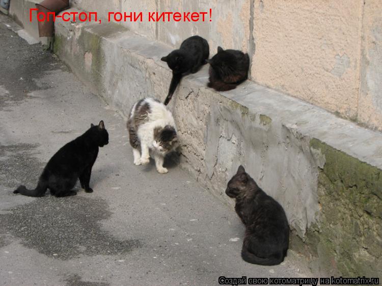 Гоп-стоп, гони китекет!... Котоматрица: Гоп-стоп, гони китекет!
