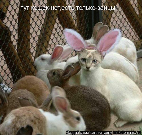 тут кошек-нет,есть только-зайцы!... Котоматрица: тут кошек-нет,есть только-зайцы!