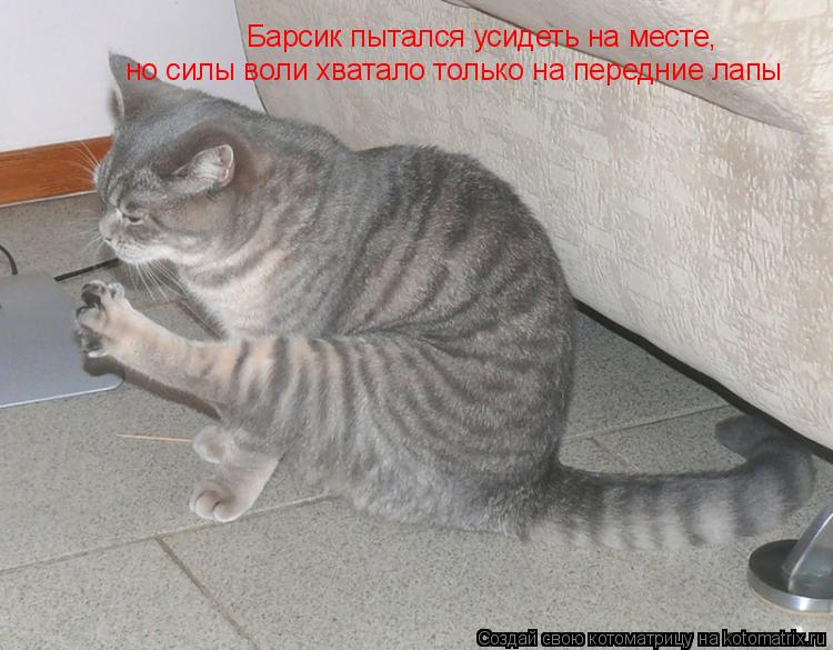 Барсик пытался усидеть на месте, но силы воли хватало только на передние лапы... Котоматрица: Барсик пытался усидеть на месте, но силы воли хватало только на передние лапы