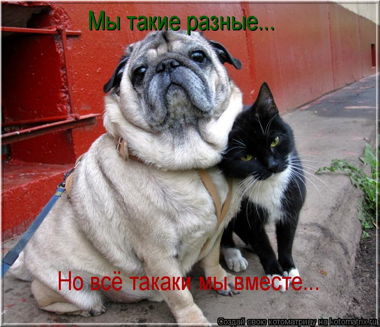 Мы такие разные... Но всё такаки мы вместе...... Котоматрица: Мы такие разные... Но всё такаки мы вместе...