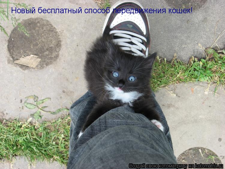 Новый бесплатный способ передвижения кошек!... Котоматрица: Новый бесплатный способ передвижения кошек!