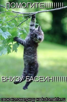 ПОМОГИТЕ!!!!!!!!!! ВНИЗУ БАСЕИН!!!!!!!... Котоматрица: ПОМОГИТЕ!!!!!!!!!! ВНИЗУ БАСЕИН!!!!!!!