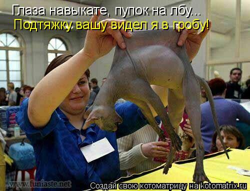 Глаза навыкате, пупок на лбу... Подтяжку вашу видел я в гробу!... Котоматрица: Глаза навыкате, пупок на лбу... Подтяжку вашу видел я в гробу!
