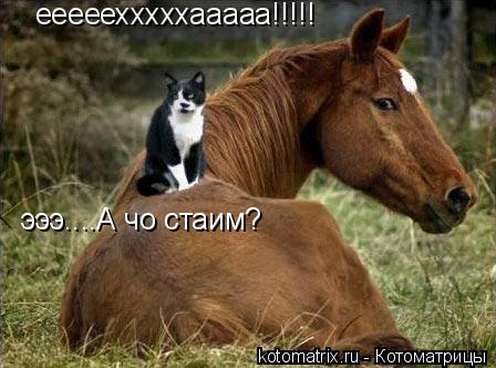 ееееехххххааааа!!!!! эээ....А чо стаим?... Котоматрица: ееееехххххааааа!!!!! эээ....А чо стаим?