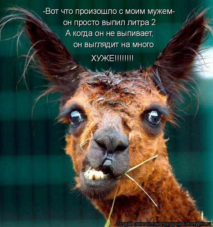 -Вот что произошло с моим мужем- он просто выпил литра 2 А когда он не выпивает, он выглядит на много... Котоматрица: -Вот что произошло с моим мужем- он просто выпил литра 2 А когда он не выпивает, он выглядит на много ХУЖЕ!!!!!!!!
