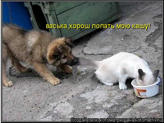 васька,хорош лопать мою кашу!... Котоматрица: васька,хорош лопать мою кашу!