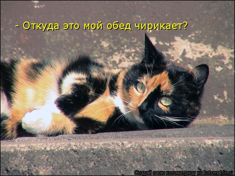 - Откуда это мой обед чирикает?... Котоматрица: - Откуда это мой обед чирикает?