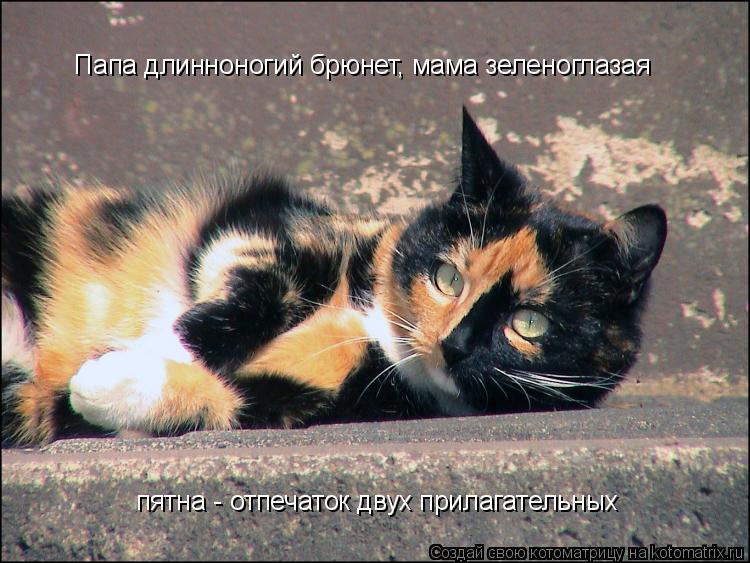 Папа длинноногий брюнет, мама зеленоглазая пятна - отпечаток двух прилагательных... Котоматрица: Папа длинноногий брюнет, мама зеленоглазая пятна - отпечаток двух прилагательных