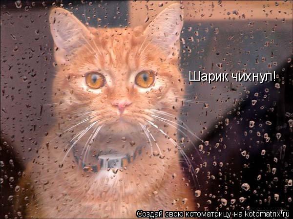 Шарик чихнул!... Котоматрица: Шарик чихнул!