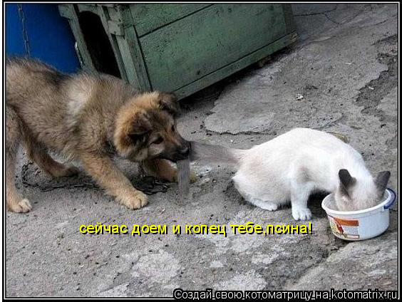 сейчас доем и копец тебе,псина!... Котоматрица: сейчас доем и копец тебе,псина!